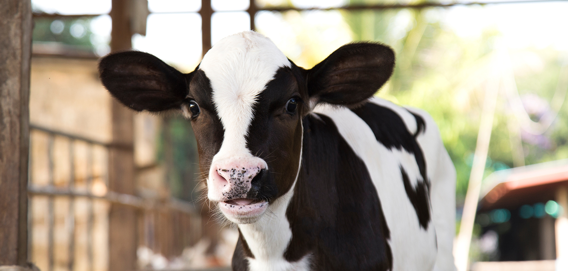 Dairy Feed South Africa