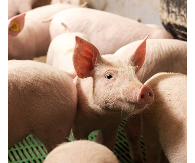 Feedtek Bemarkings Direkteur