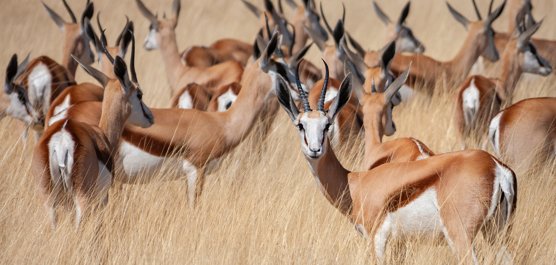 Wild Voer Suid Afrika