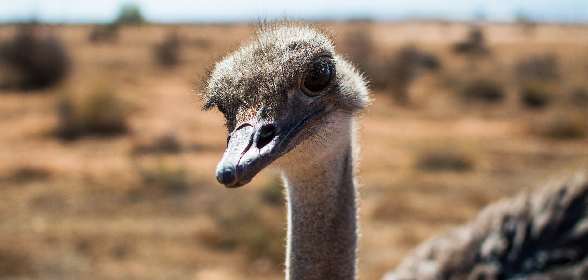 Ostrich Feed South Africa