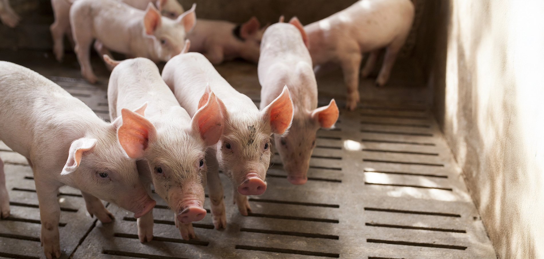 Pig Feed South Africa